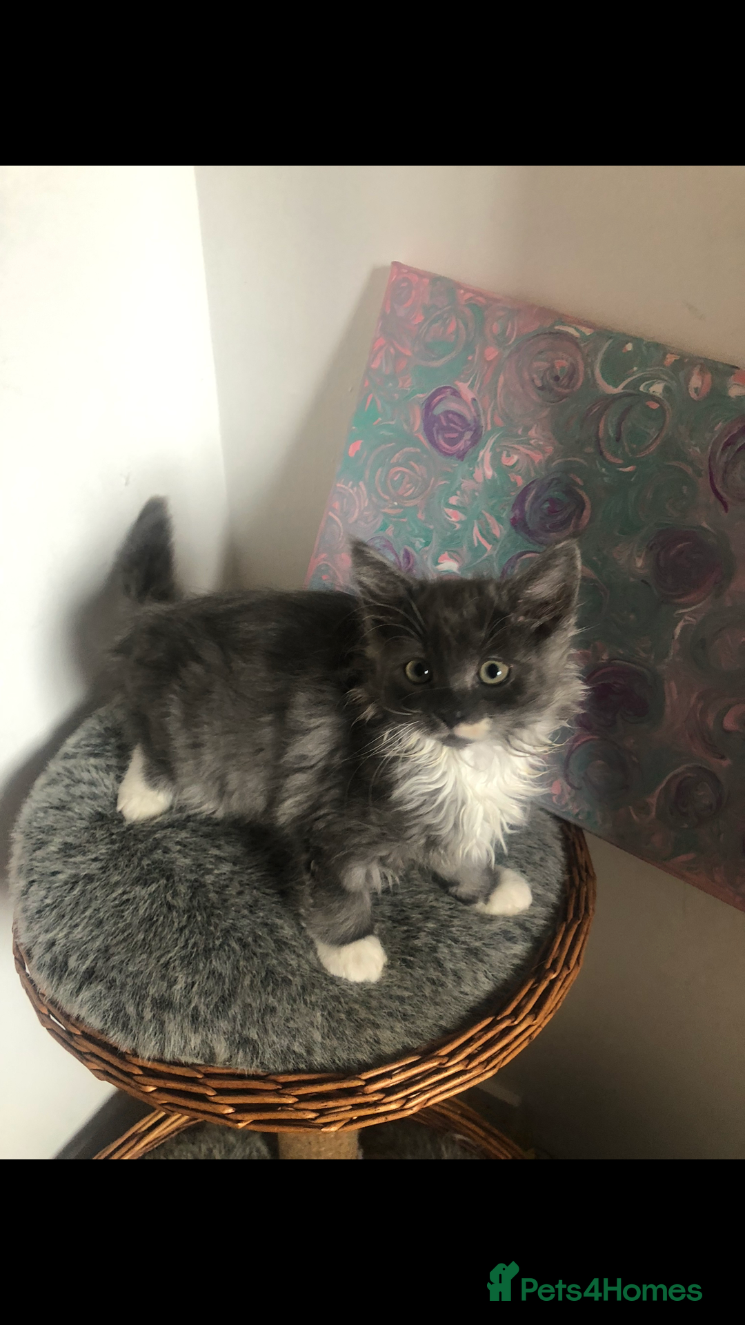 Norwegian Forest Cat cats for sale: Norweigan Forest Kittens  - Image 6