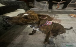 Mixed Breed dogs for sale: Wolfie - 10 Month Old - Image 2