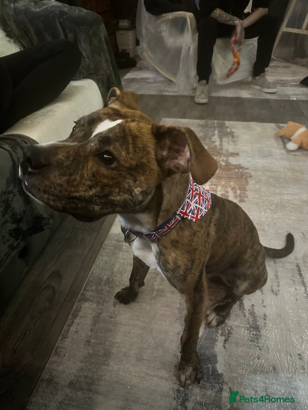 Mixed Breed dogs for sale: Wolfie - 10 Month Old - Image 2