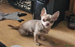 Chihuahua dogs for sale: Kc lilac small chihuahua  - Image 12