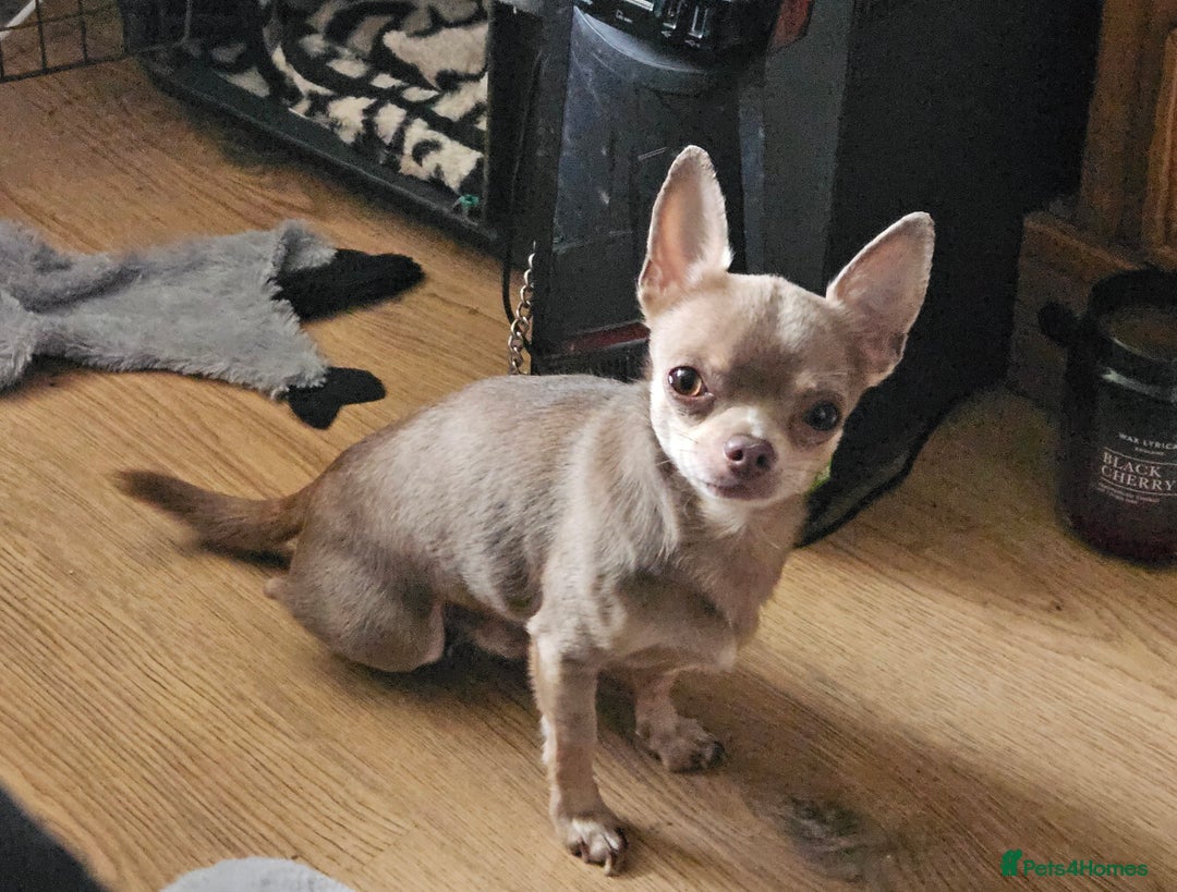 Chihuahua dogs for sale: Kc lilac small chihuahua  - Image 12