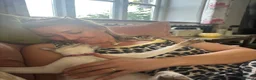 Siamese cats for sale: Pedigree quality kittens  in Longhope - Advert 26
