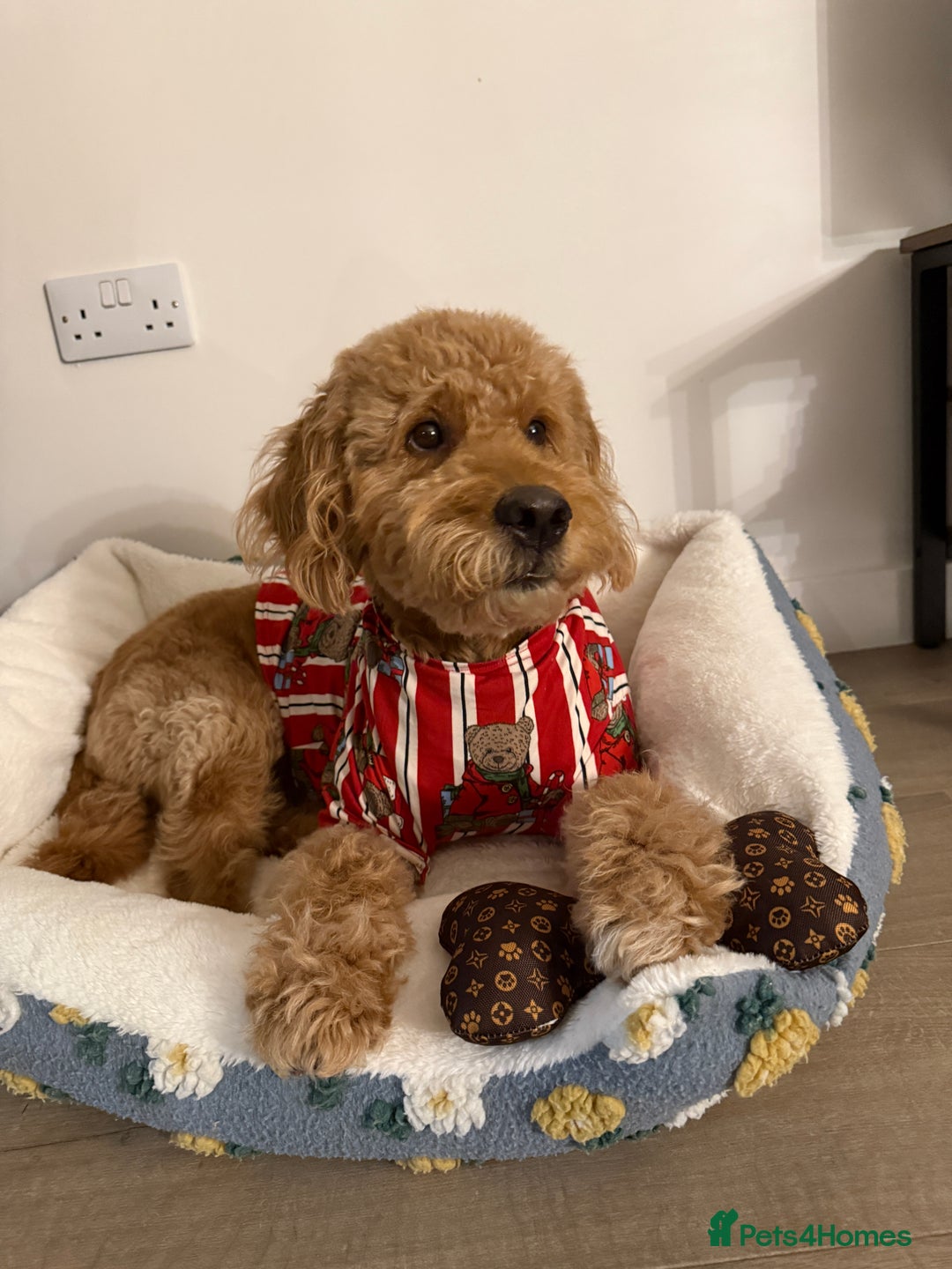 Goldendoodle dogs for stud: Proven Miniature Goldendoodle Stud – Noah 🐾 in London - Advert 17