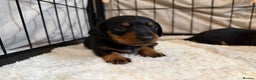 Miniature Dachshund dogs for sale: Miniature Dachshund  - Advert 8