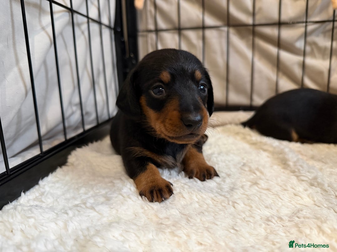 Miniature Dachshund dogs for sale: Miniature Dachshund  - Advert 8