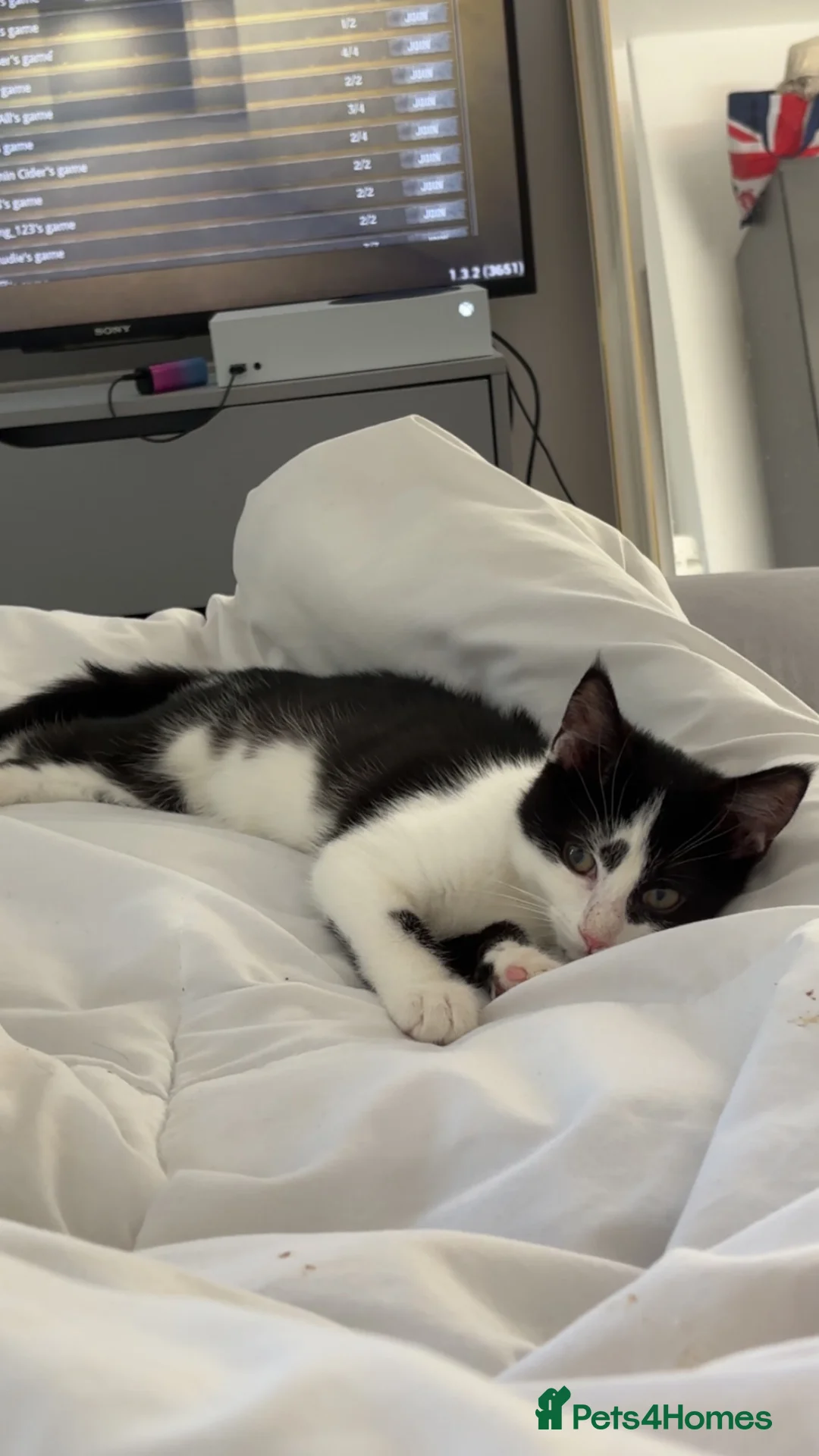 Mixed Breed cats for sale: 4 month old kitten need new home asap in Birmingham - Advert 2