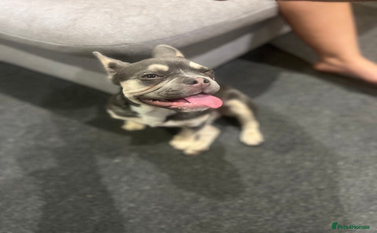 French Bulldog dogs for sale - Advert 1