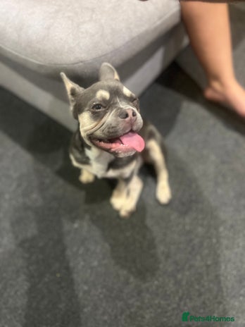 French Bulldog dogs - Advert 4