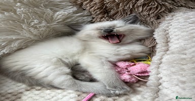 Ragdoll cats - Advert 11