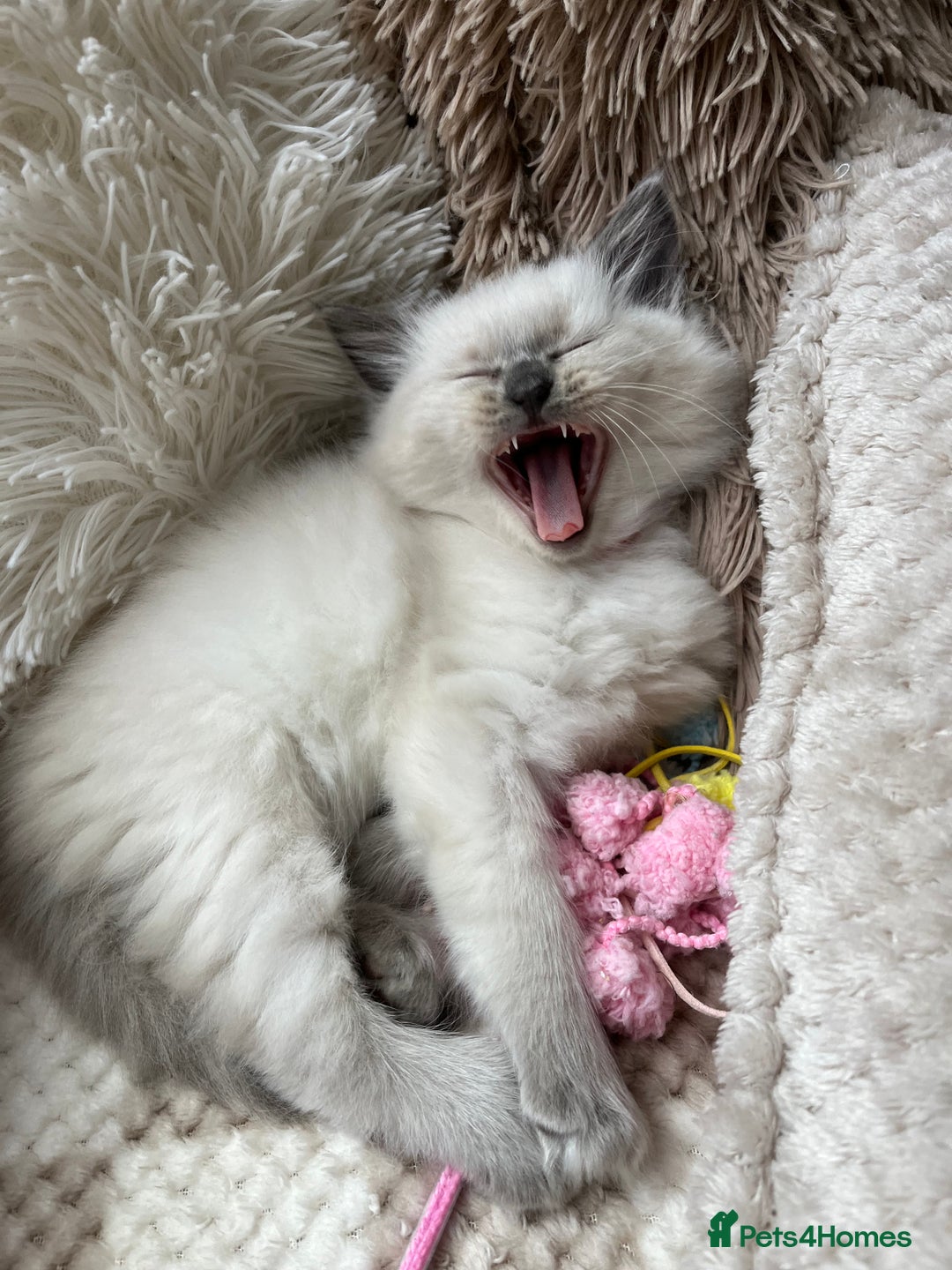 Ragdoll cats for sale: Ready now🧡 Fantastic 4 💛💙pure Ragdoll kittens🩵 - Image 5