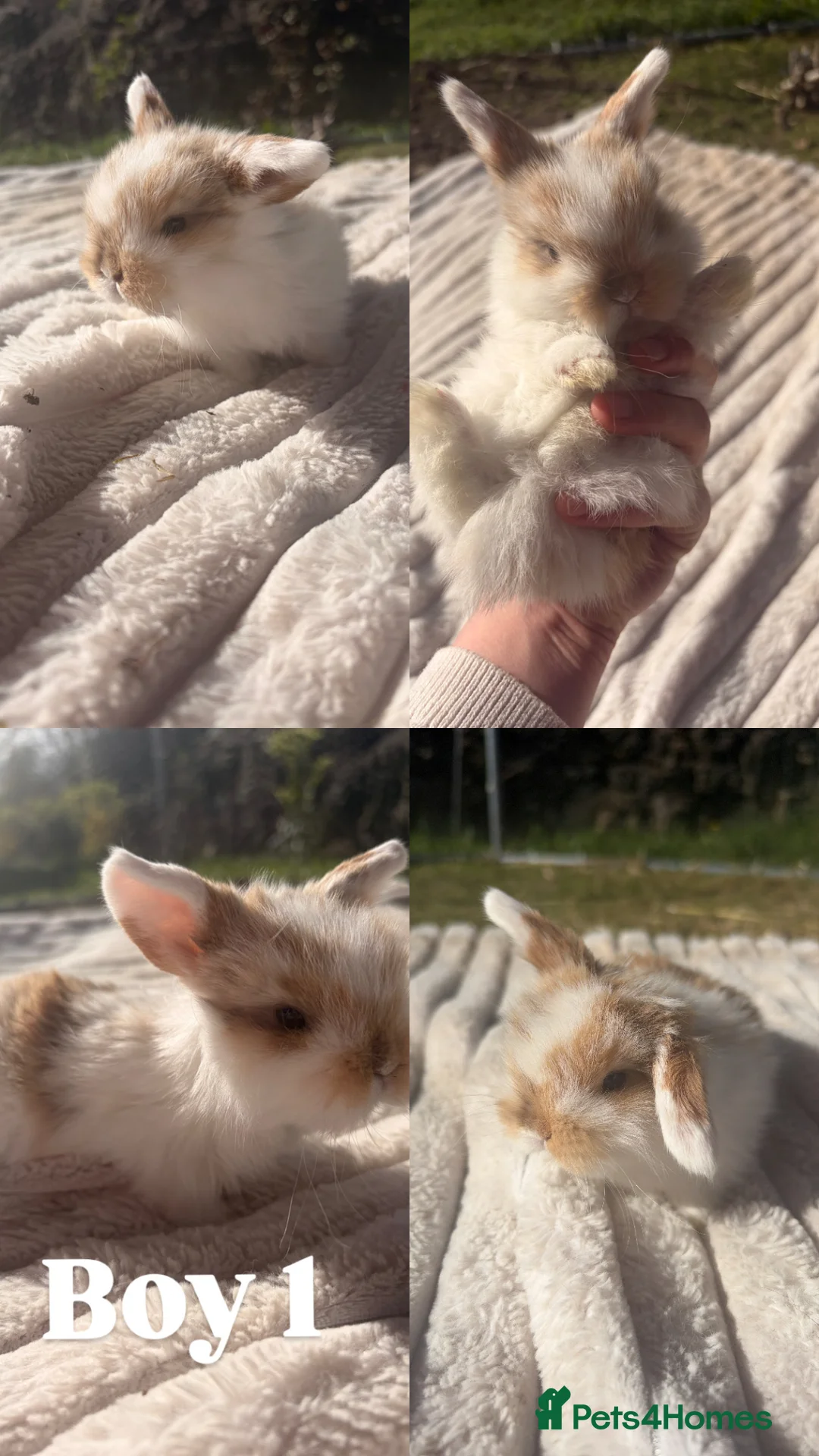 Mini Lop rabbits for sale: Mini lops mixed litter  in Cupar - Advert 2