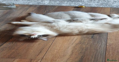 Ragdoll cats - Advert 4