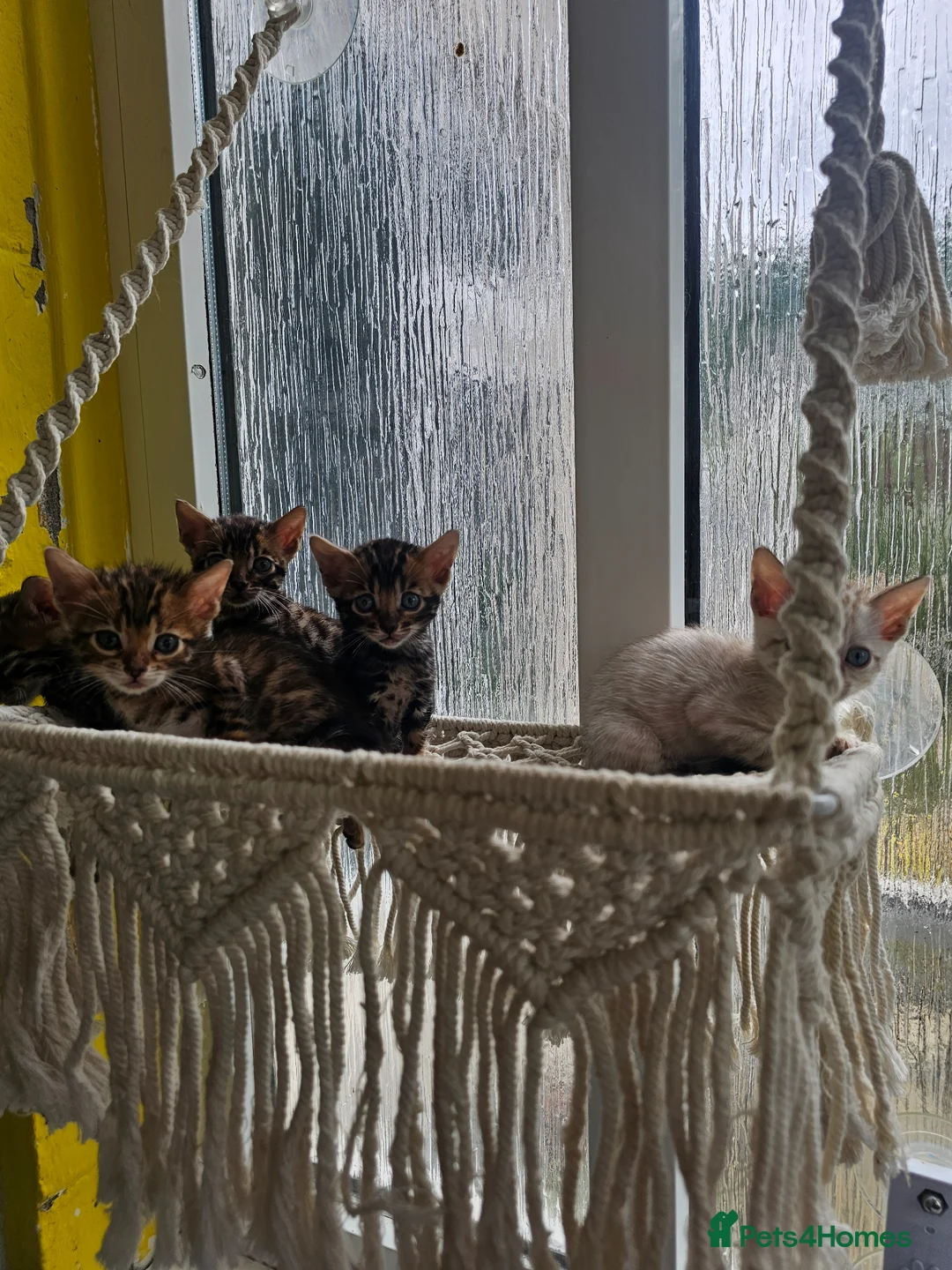 Bengal cats for sale: Stunning Bengal Kittens - Advert 27