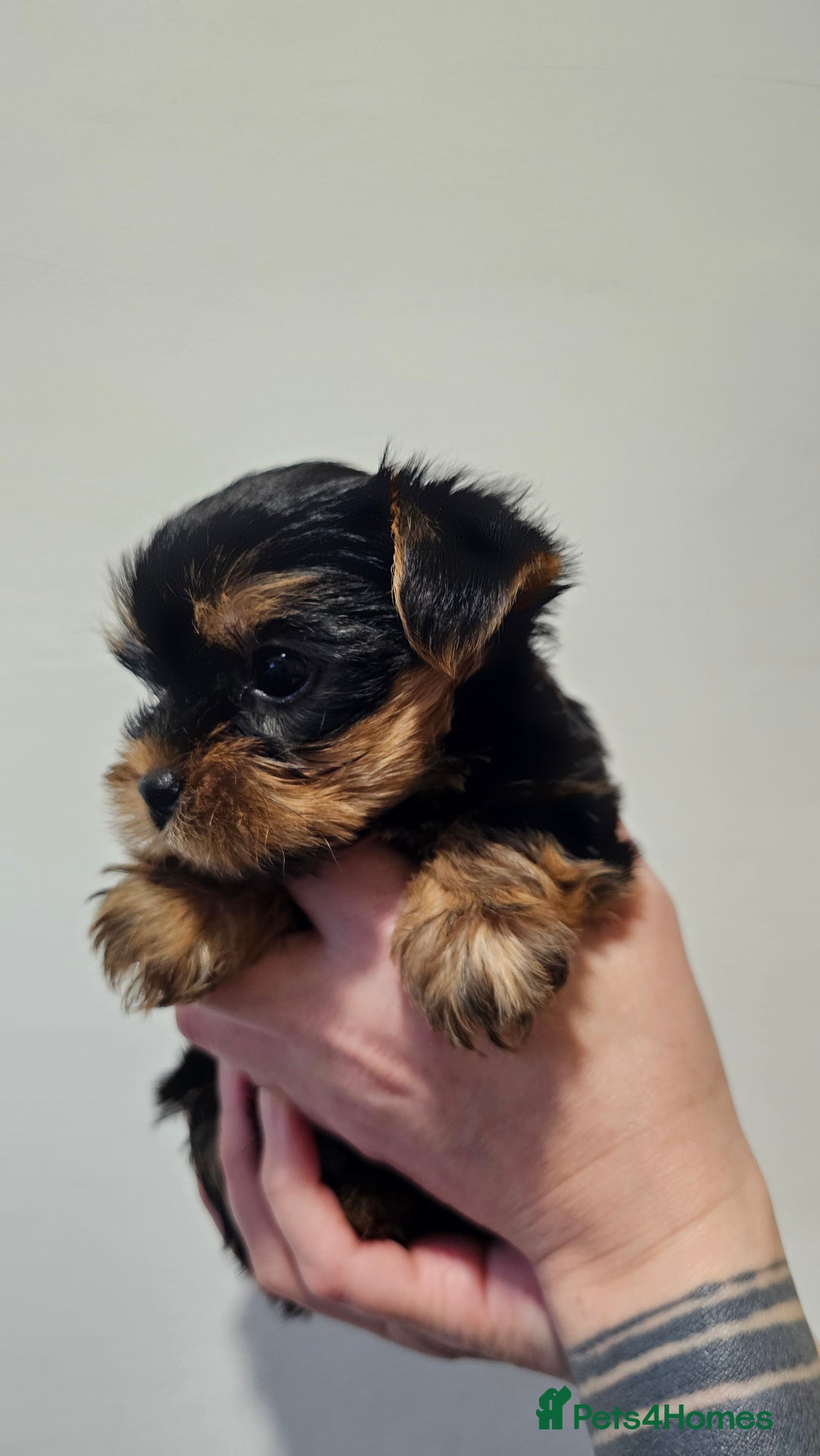 Yorkshire Terrier dogs for sale: 1 Male , Miniature Yorkshire  in Manchester - Image 8