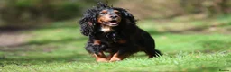 Cocker Spaniel dogs for stud: Black and tan cocker stud at Kellandbrook Gundogs  in Crediton - Advert 5