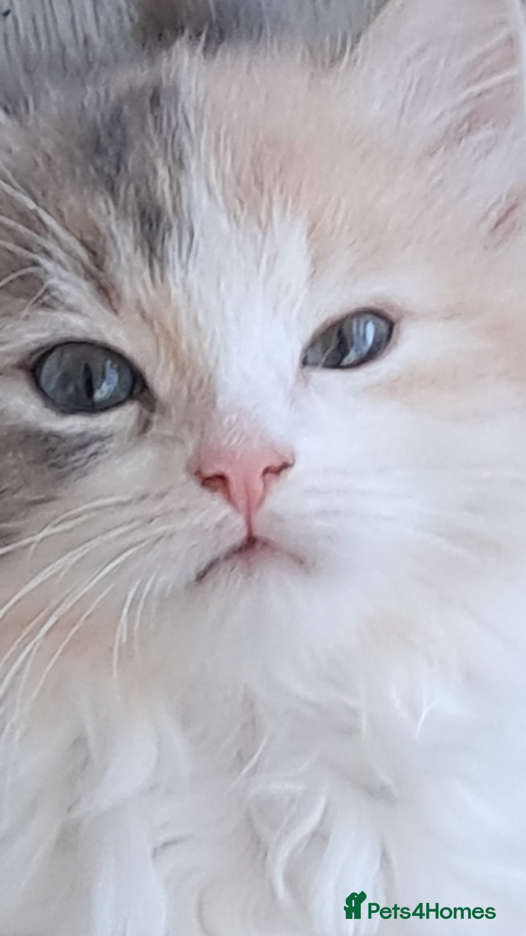 Maine Coon cats Fluffy Maine Coon girl ready for a new  home - Advert 12