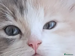 Maine Coon cats Fluffy Maine Coon girl ready for a new home - Advert 12