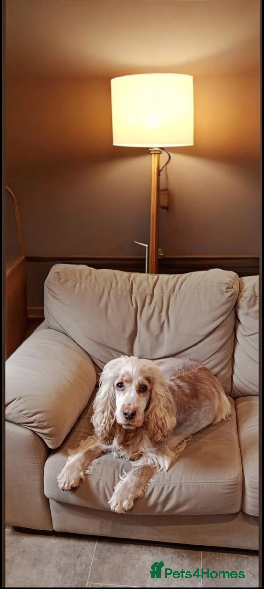 Cockapoo dogs for sale: F1 cockapoo puppies  - Advert 3