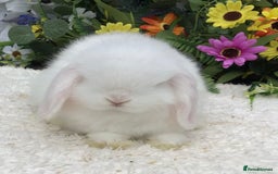 Mini Lop rabbits for sale: Mini lop buck - Image 6
