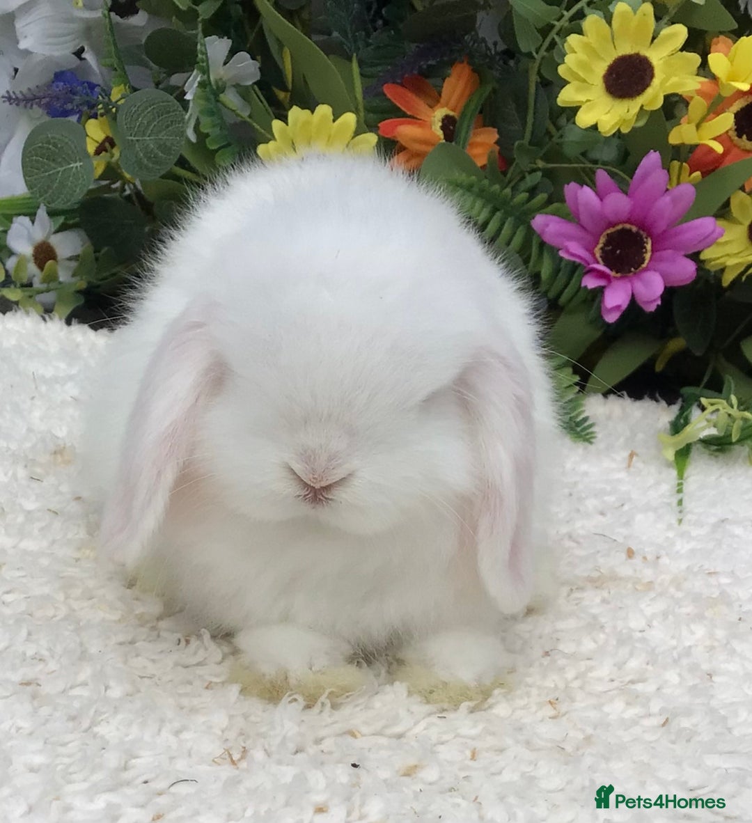 Mini Lop rabbits for sale: Mini lop buck - Image 6