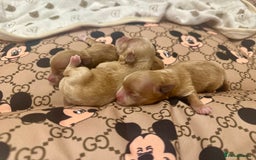 Maltipoo dogs for sale: 🧸🩷 Incredible Asian Maltipoo GIRLS 🩷🧸 - Image 15