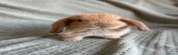 Mini Lop rabbits for sale: Mini lop babies  - Advert 10