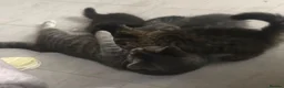 Domestic Shorthair cats for sale: Adorable Tuxedo domestic shorthairs - Advert 5