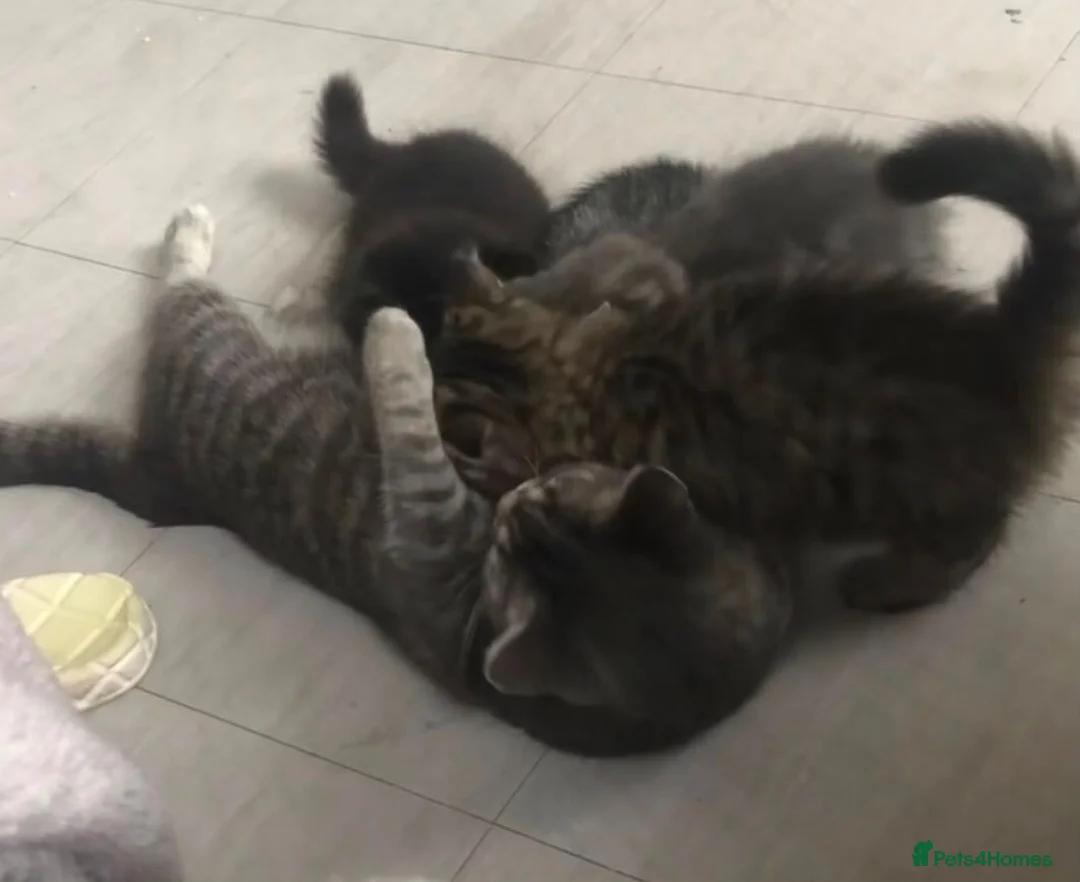 Domestic Shorthair cats for sale: Adorable Tuxedo domestic shorthairs - Advert 5