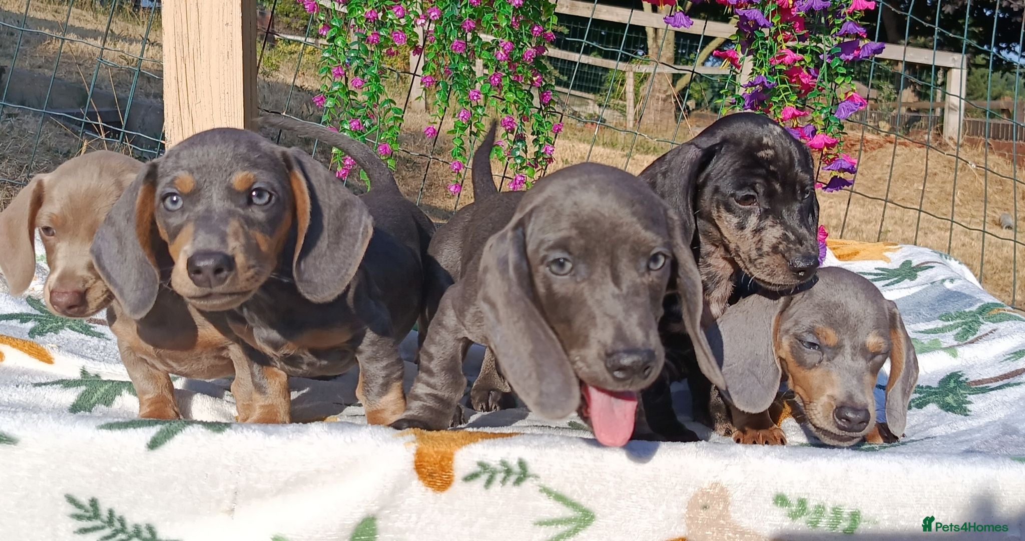 Miniature Dachshund dogs READY NOW  MINIS KC REG PRA CLEAR  - Advert 1