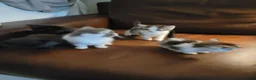 Mixed Breed cats for sale: Ragdoll maine-coon x Blue Russian kittens ready.  in Edinburgh - Advert 9