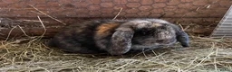 Mini Lop rabbits for sale: Baby mini lops rabbits  - Advert 5