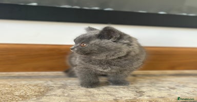 British Shorthair cats - Advert 9