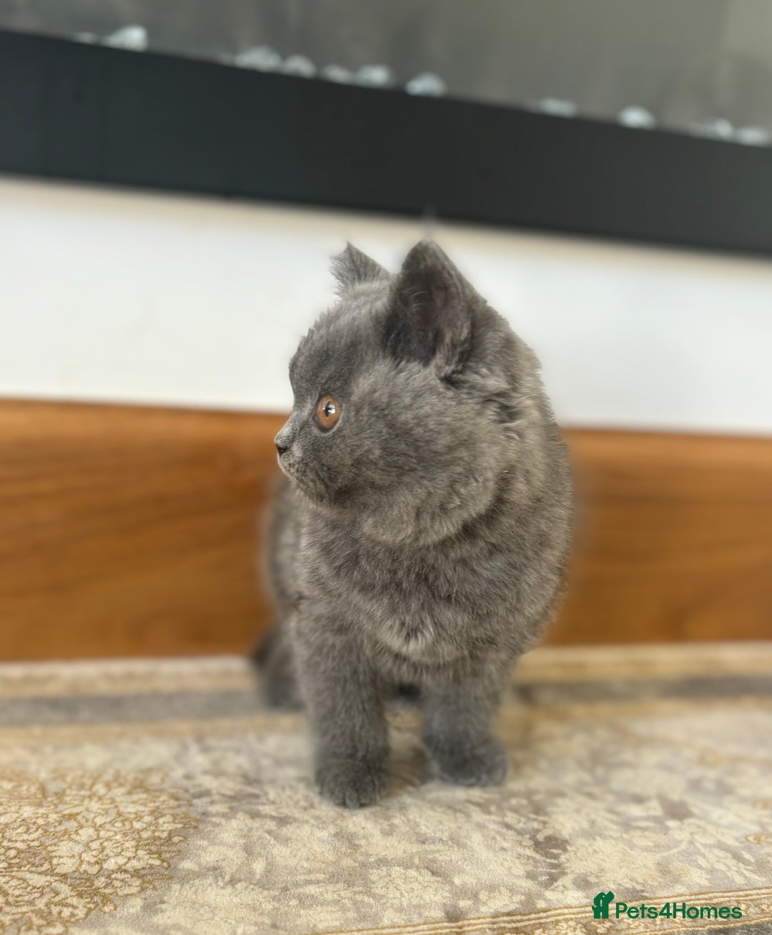 British Shorthair cats for sale: SOLD        Outstanding PURE BSH kittens - Image 3