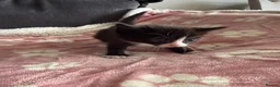 Domestic Shorthair cats for sale: Beautiful kittens 5* homes  - Advert 13