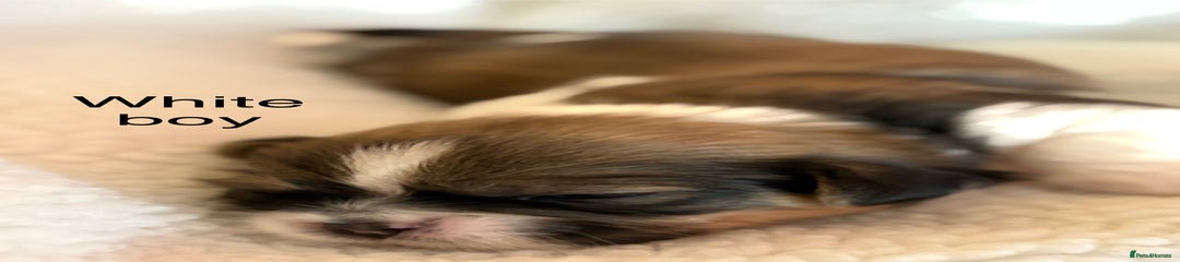 Zuchon Puppy 1