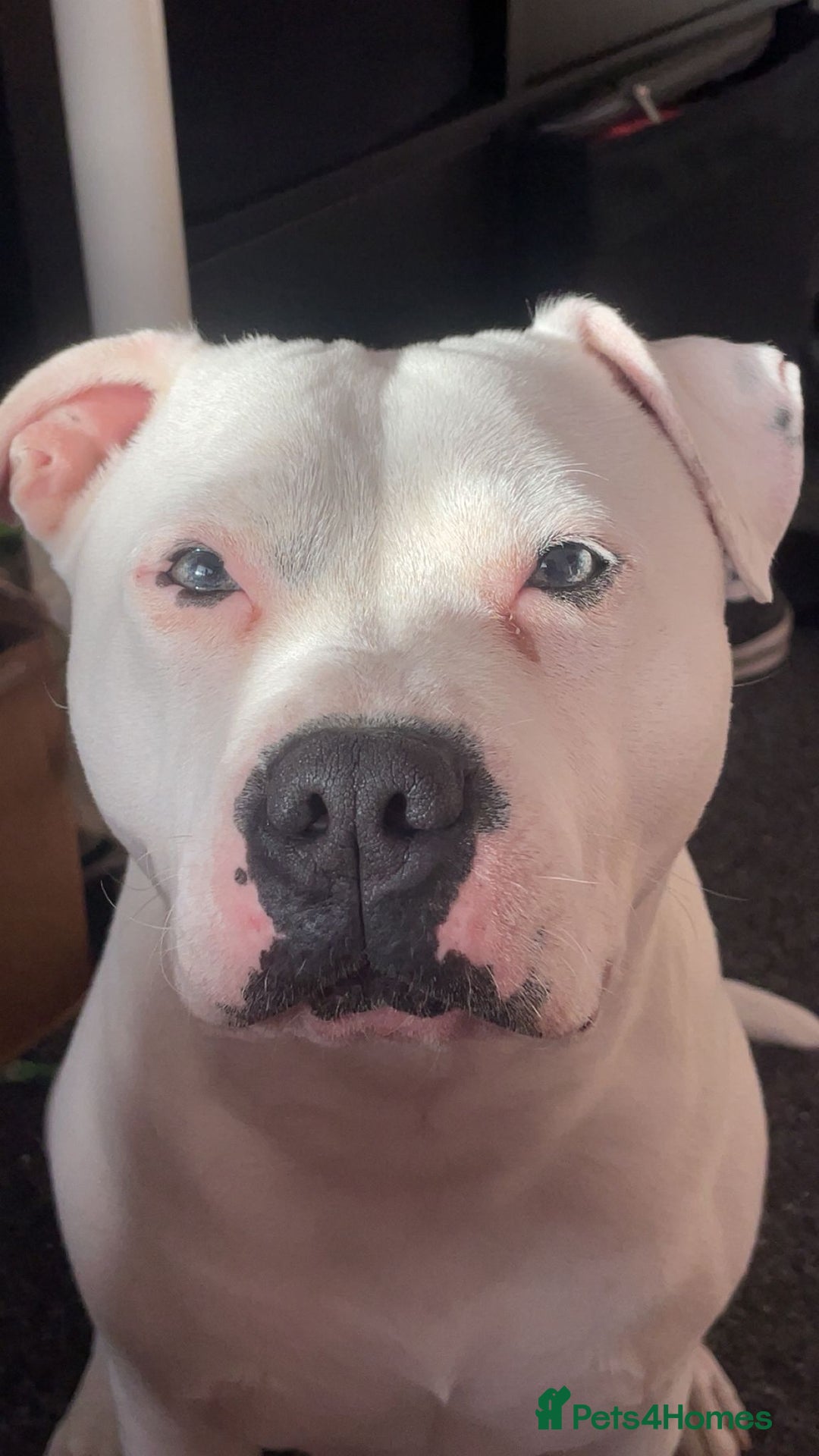 Mixed Breed dogs for sale: Looking for a safe, loving home for one dog - Advert 8