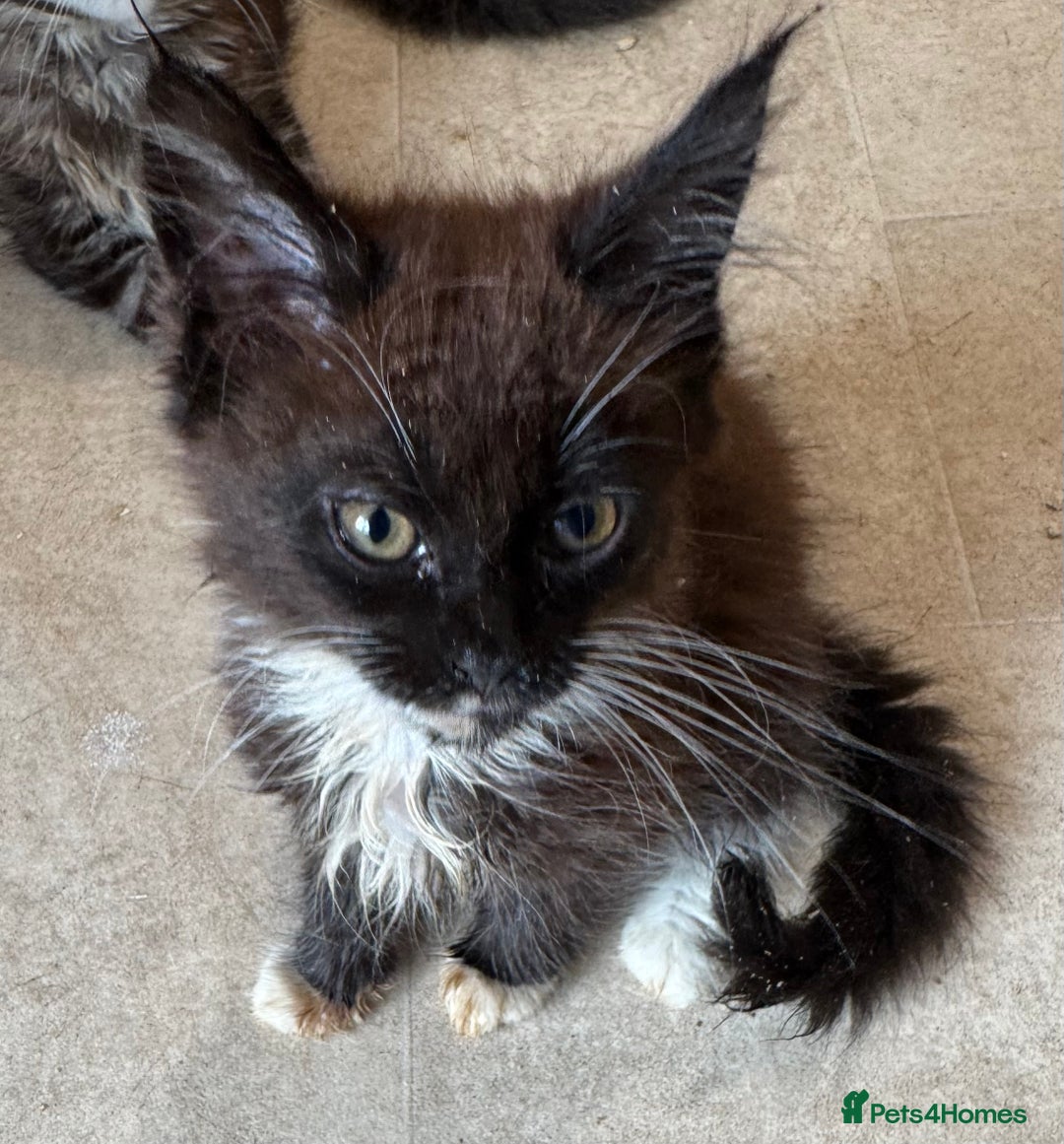 Maine Coon cats for sale: Beautiful Mainecoon kittens ready to leave home  - Image 18