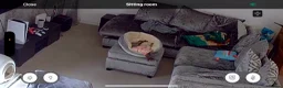 Sphynx cats for sale: Sapphire female sphinx in South Shields - Advert 10
