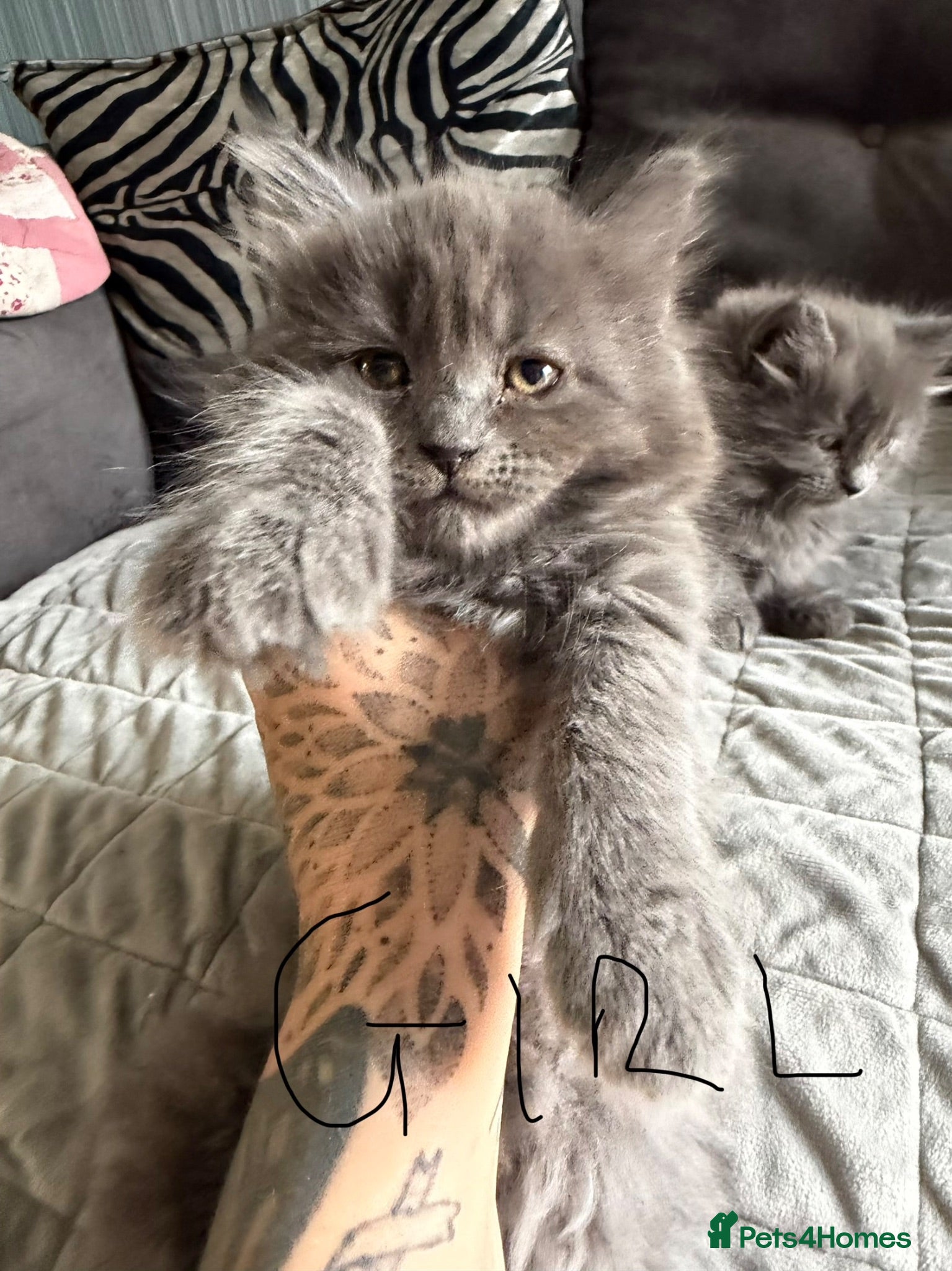 British Longhair cats  Gorgeous chunky blue BLH kittens  - Advert 11