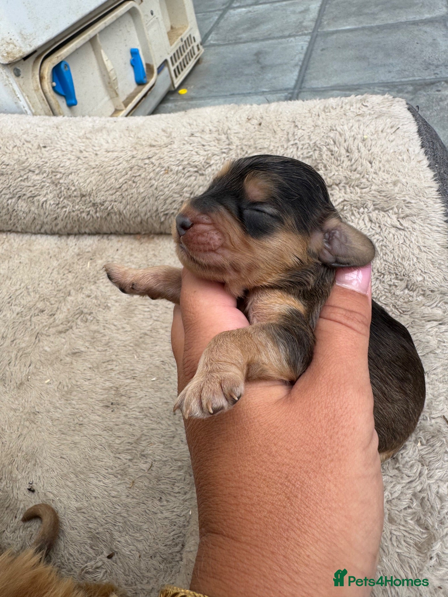 Cockapoo dogs DNA Tested F1 Miniature Cockapoo Puppies  - Advert 12