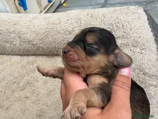 Cockapoo dogs DNA Tested F1 Miniature Cockapoo Puppies - Advert 12