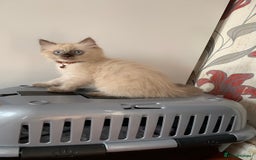 Mixed Breed cats for sale: White Gray and Ragdoll Kittens - Image 36