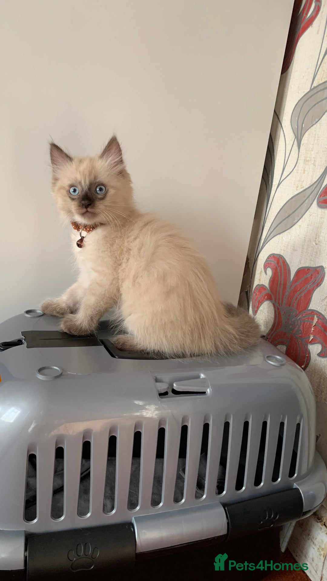 Mixed Breed cats for sale: White Gray and Ragdoll Kittens - Image 36