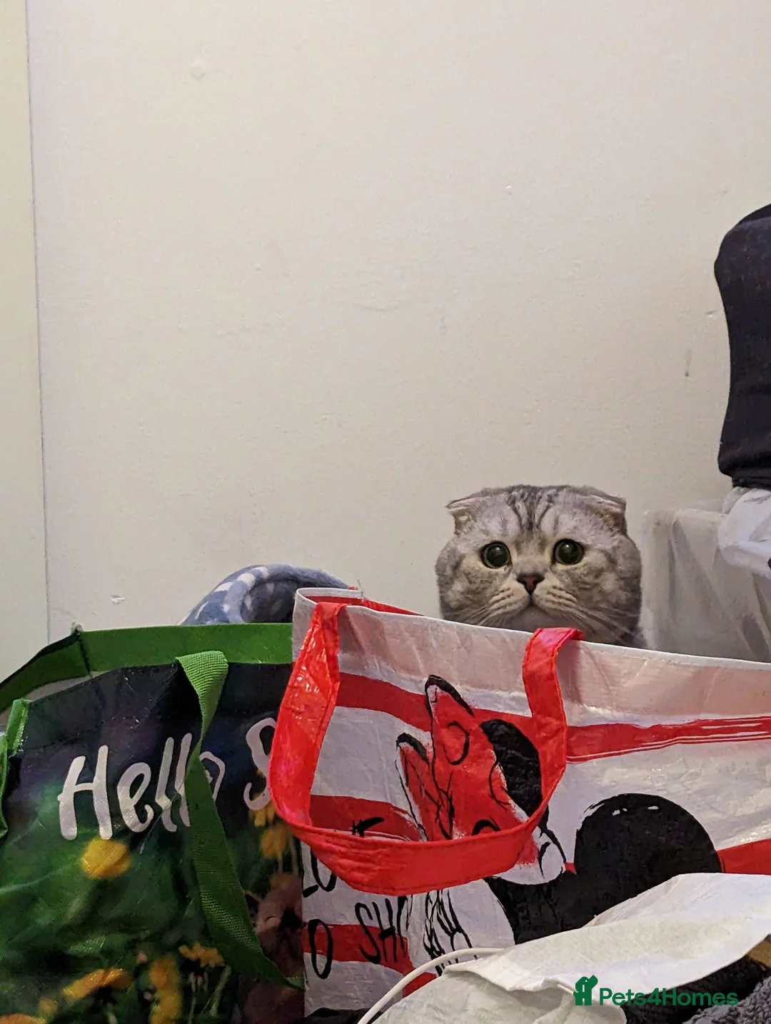 Scottish Fold cats for stud: Scottish Fold Stud - Advert 6