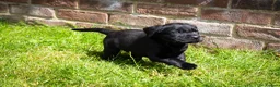 Labrador Retriever dogs for sale: KC Reg, Health Tested Girls - Advert 12