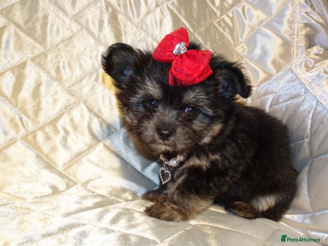 Maltese dogs for sale: XXXXS Tiny Maltese X Chihuahua F1 Malchi Boy Puppy - Image 2