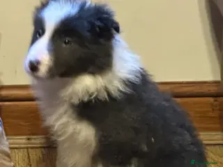 Border Collie dogs Stunning border collie puppies - Advert 6