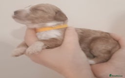 Mixed Breed dogs for sale: Australian doubledoodle puppies - Image 30