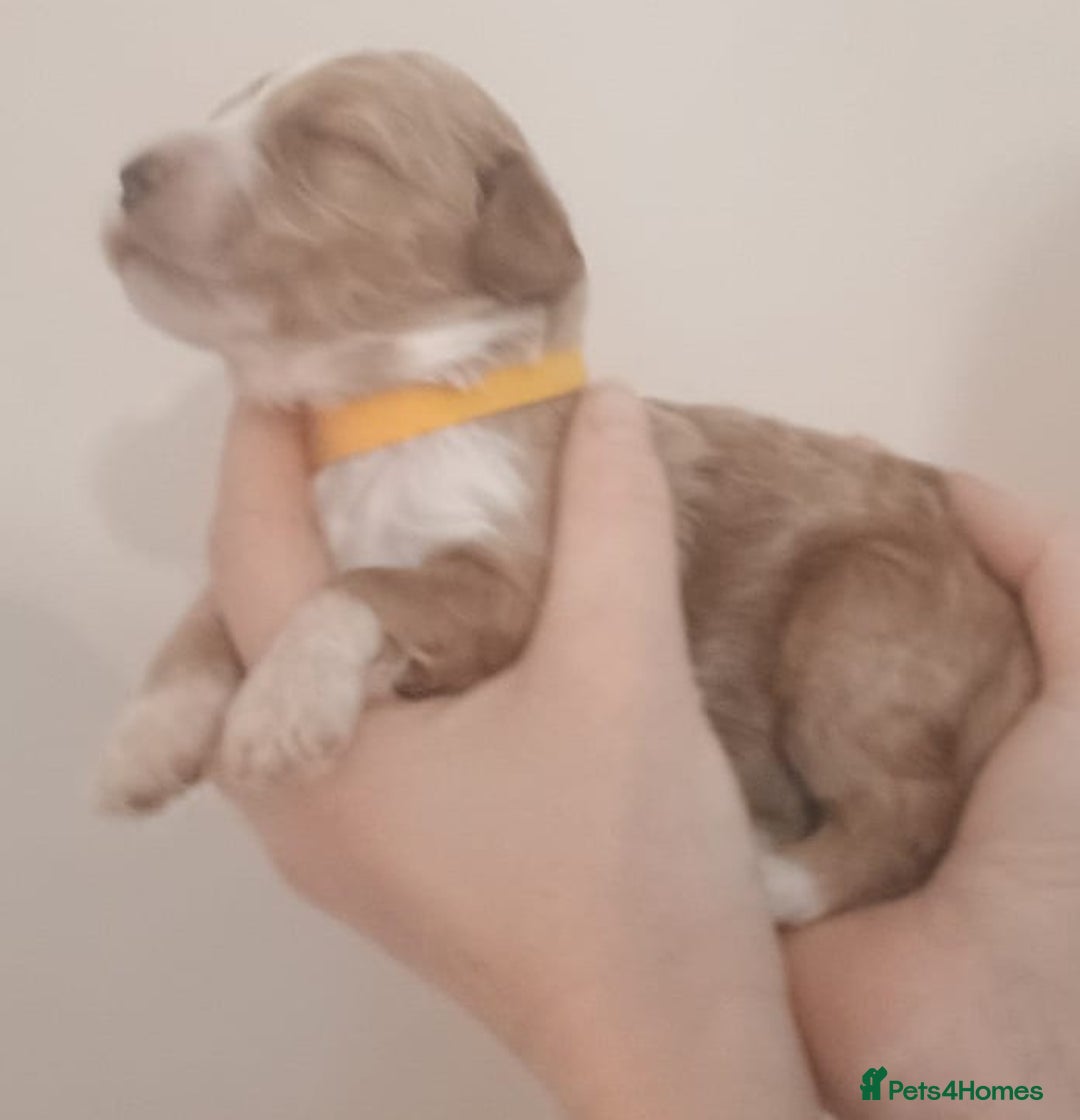 Mixed Breed dogs for sale: Australian doubledoodle puppies - Image 30