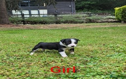Mixed Breed dogs for sale: Welsh Collie/Border Collie puppies for sale - Image 3